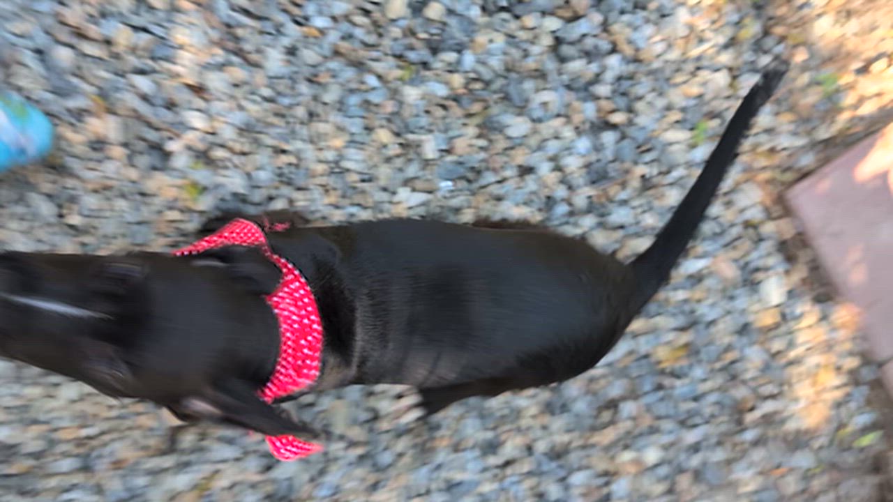 Enlarge Raven, a Adoptable mixed breed in Jacksonville, FL video 2/3