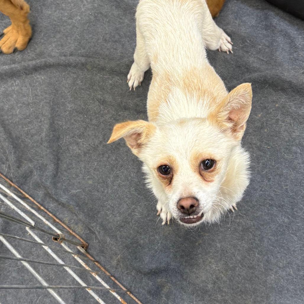 Milo, Adoptable, Young Male Chihuahua & Mixed Breed.