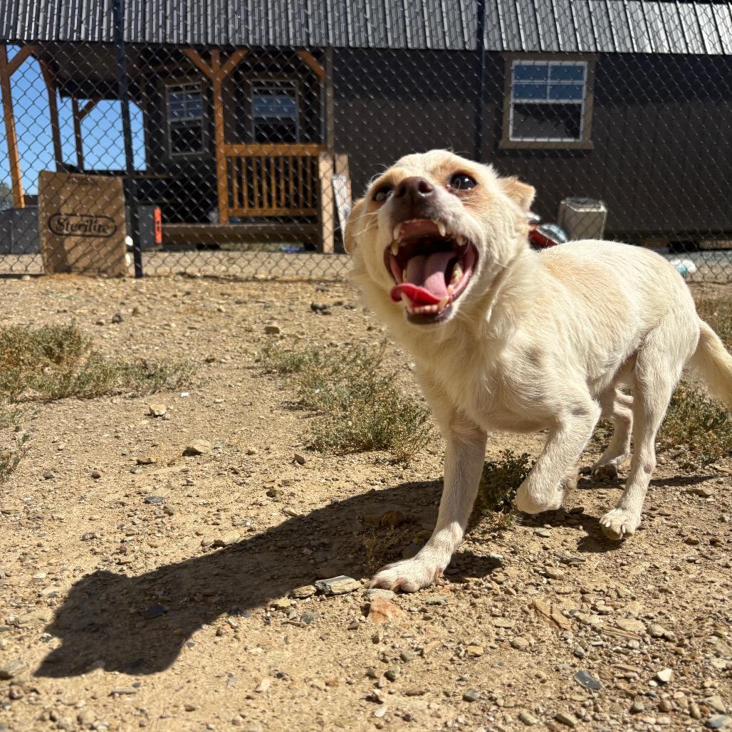 Milo, Adoptable, Young Male Chihuahua & Mixed Breed.