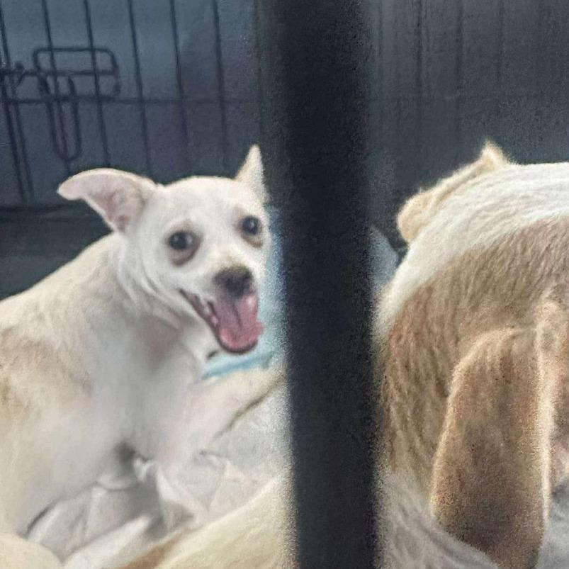 Milo, Adoptable, Young Male Chihuahua & Mixed Breed.