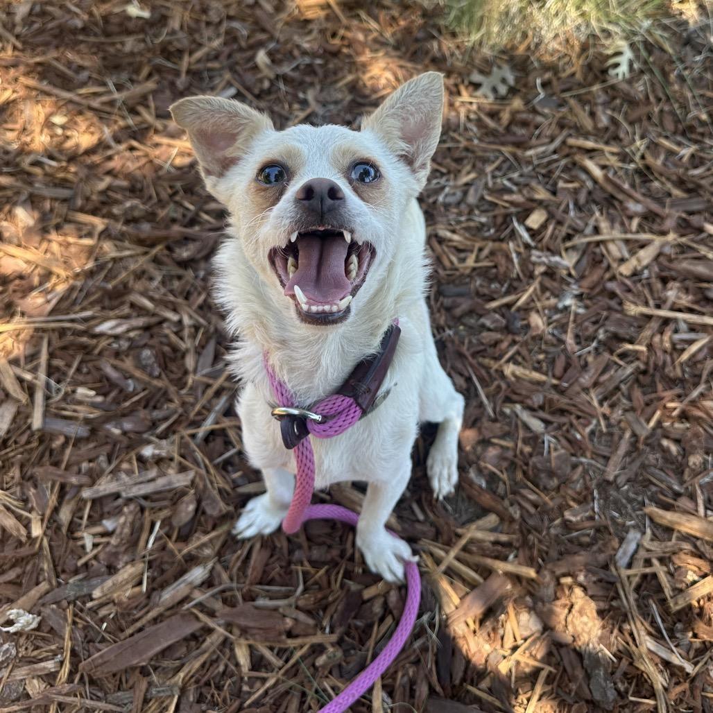 Milo, a Adoptable mixed breed in Ione, CA image 4/6