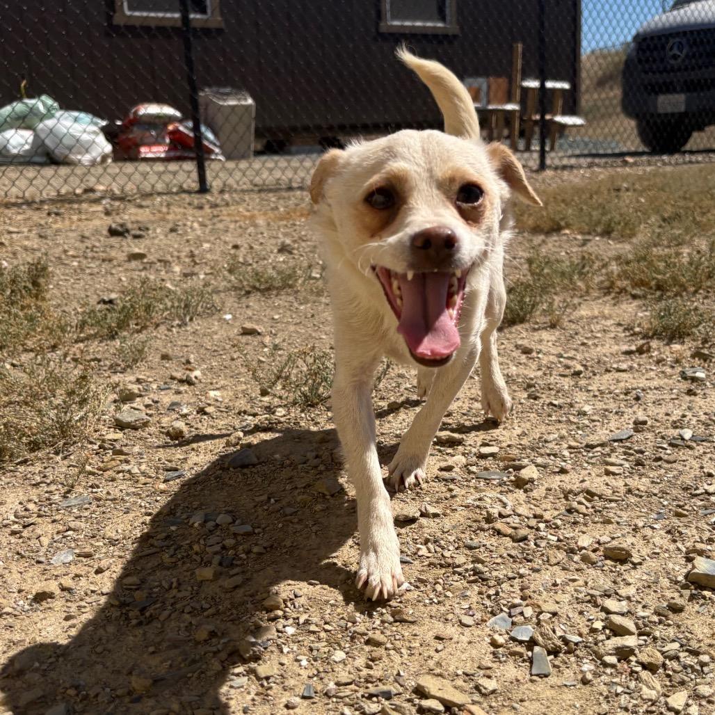 Milo, a Adoptable mixed breed in Ione, CA image 5/6