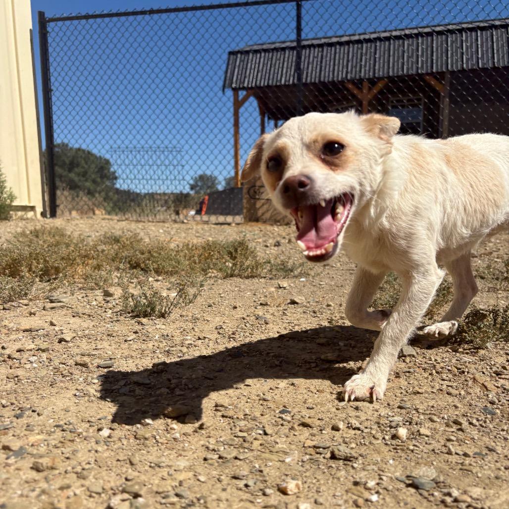 Milo, a Adoptable mixed breed in Ione, CA image 6/6