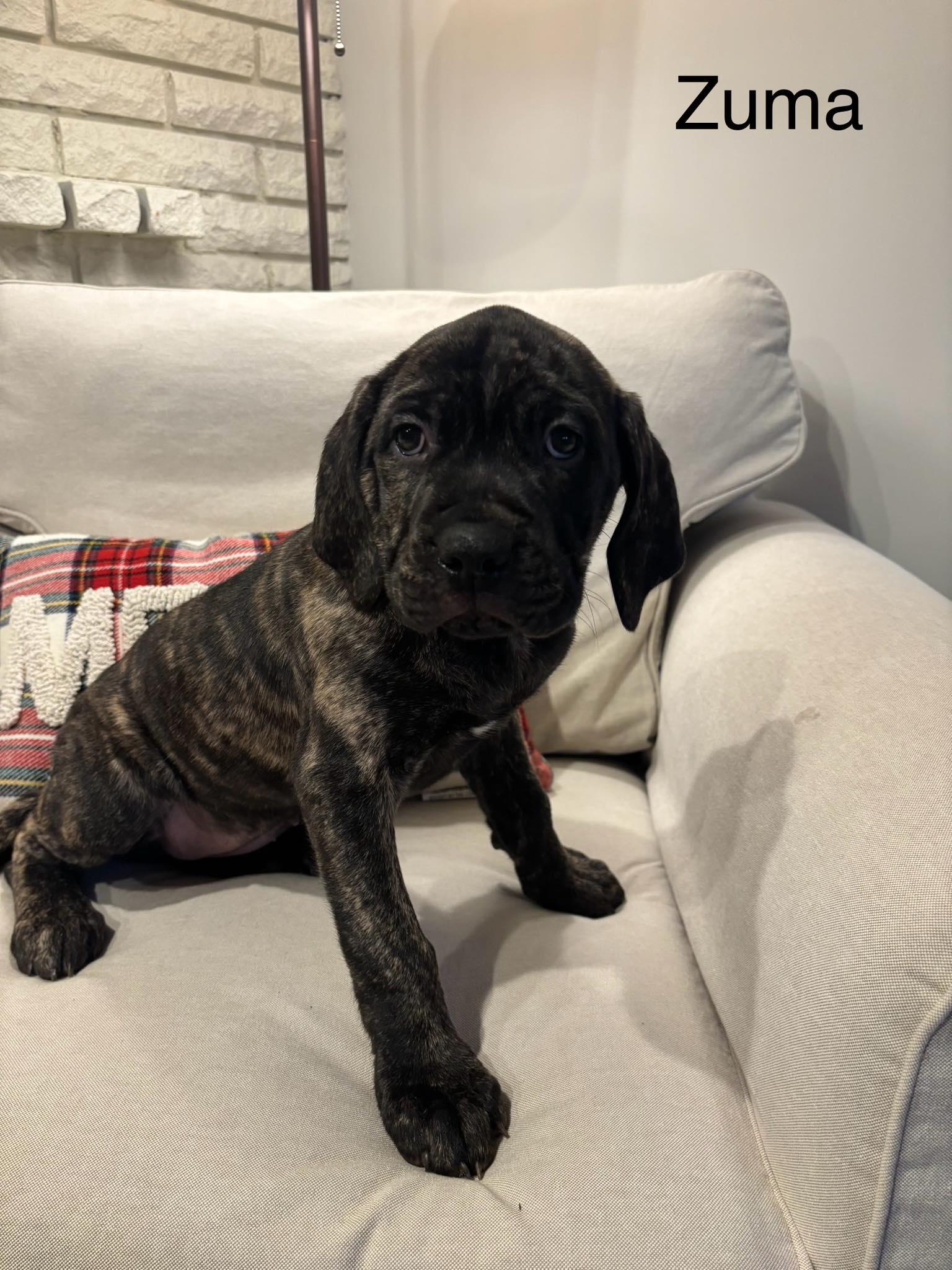 Zuma , adopted, Puppy Female Cane Corso.