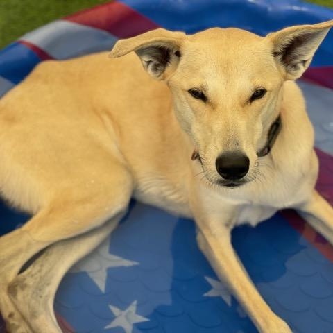 Enlarge Dixie , a ADOPTABLE mixed breed in Colorado Springs , CO image 2/4
