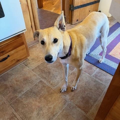 Enlarge Dixie , a ADOPTABLE mixed breed in Colorado Springs , CO image 1/4