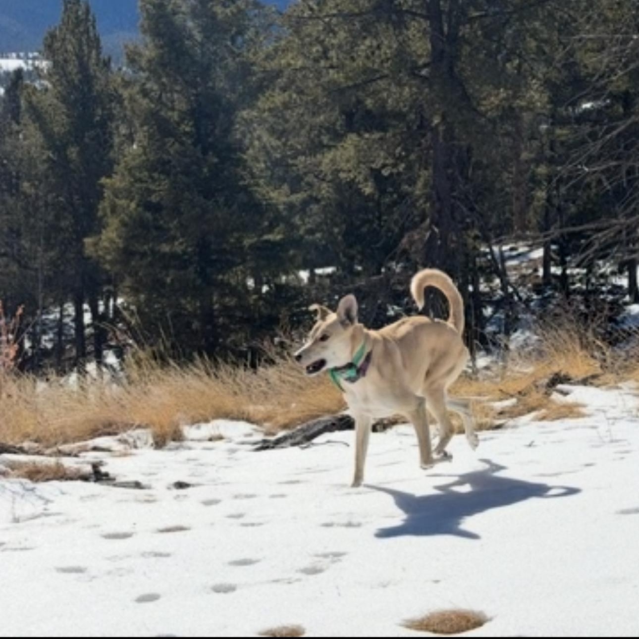 Enlarge Dixie , a ADOPTABLE mixed breed in Colorado Springs , CO image 4/4