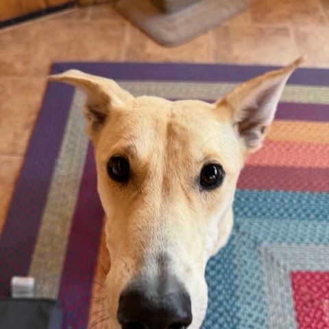 Enlarge Dixie , a ADOPTABLE mixed breed in Colorado Springs , CO image 3/4