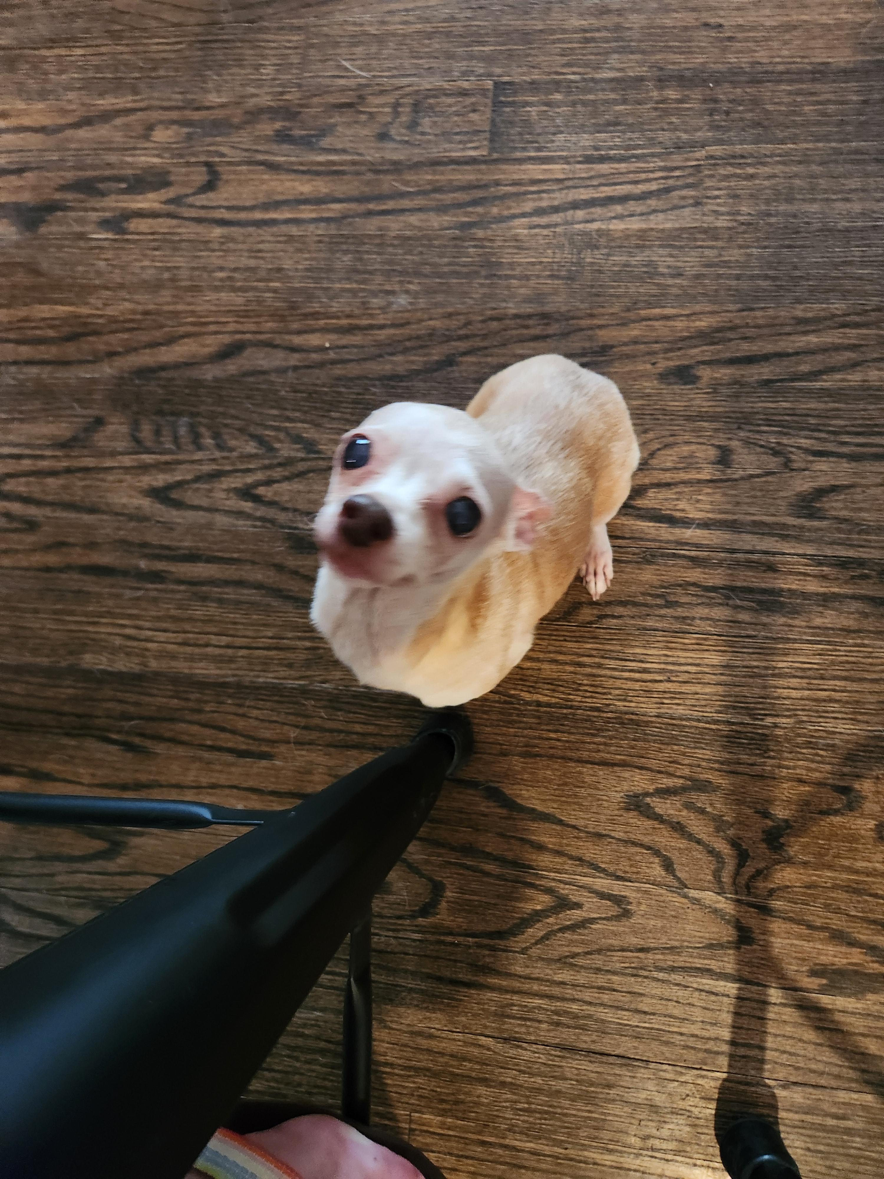 Jo, Adoptable, Senior Female Chihuahua.