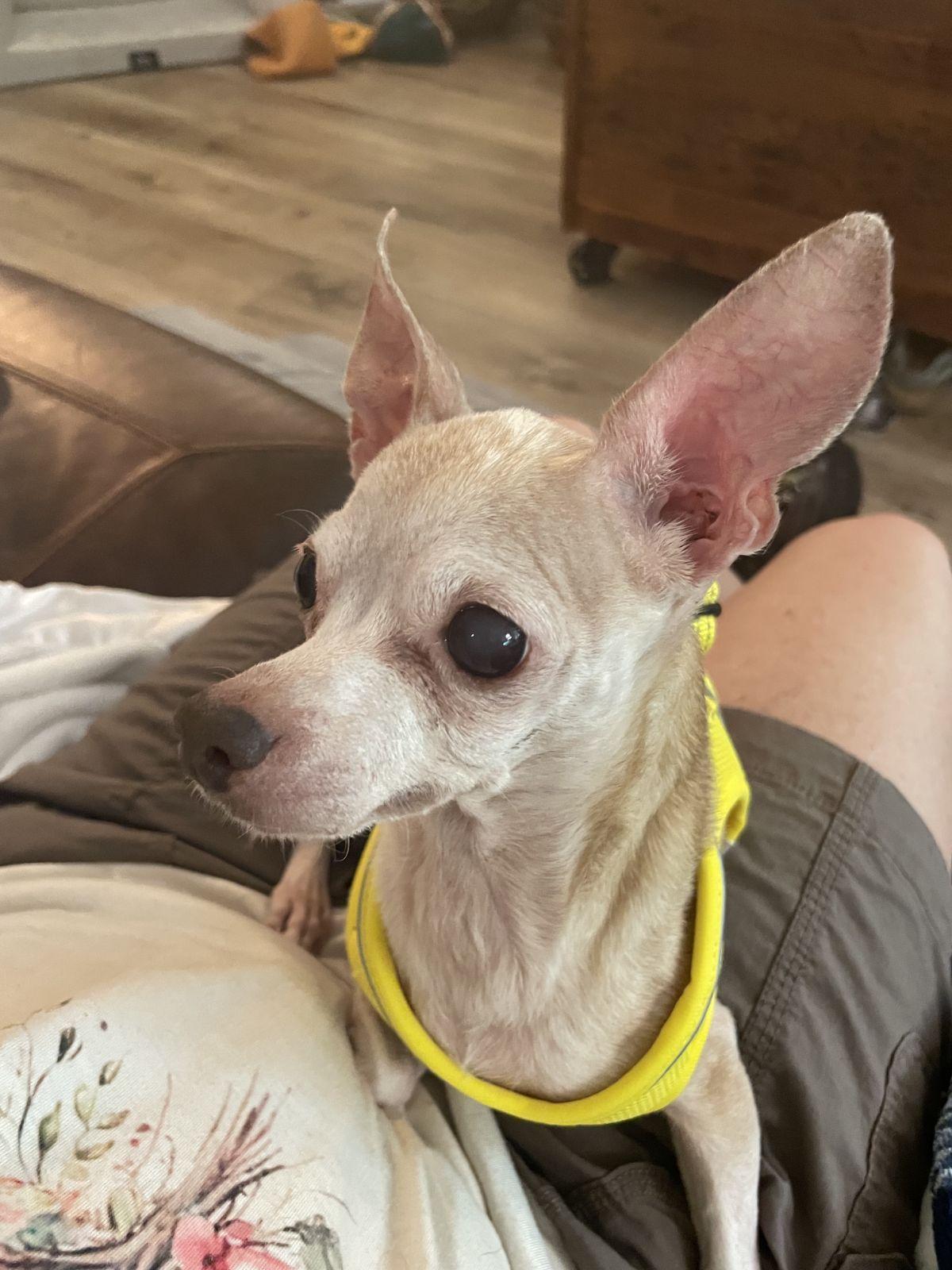 Jo, a Adoptable Chihuahua in Austin, TX image 2/6