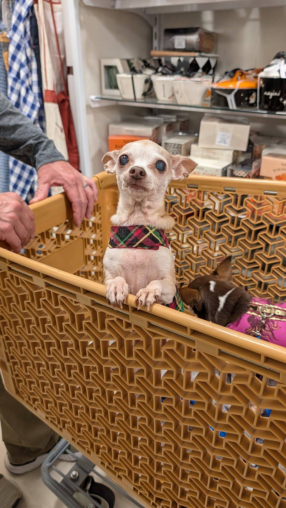 Enlarge Jo Mama, a Adoptable Chihuahua in Austin, TX image 2/6