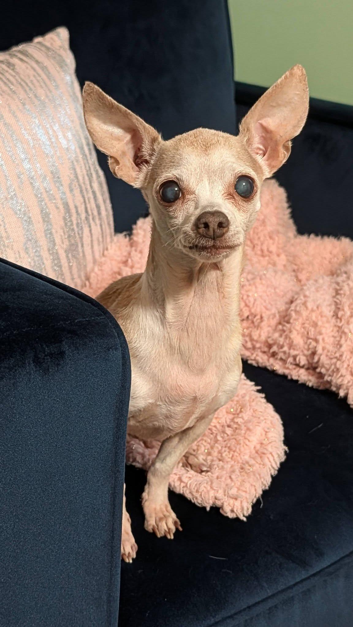 Enlarge Jo Mama, a Adoptable Chihuahua in Austin, TX image 3/6