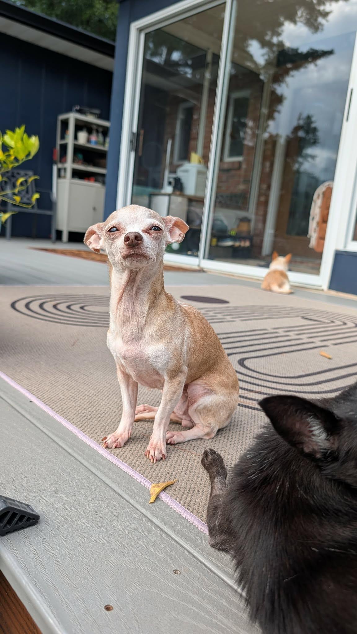 Jo, a Adoptable Chihuahua in Austin, TX image 4/6