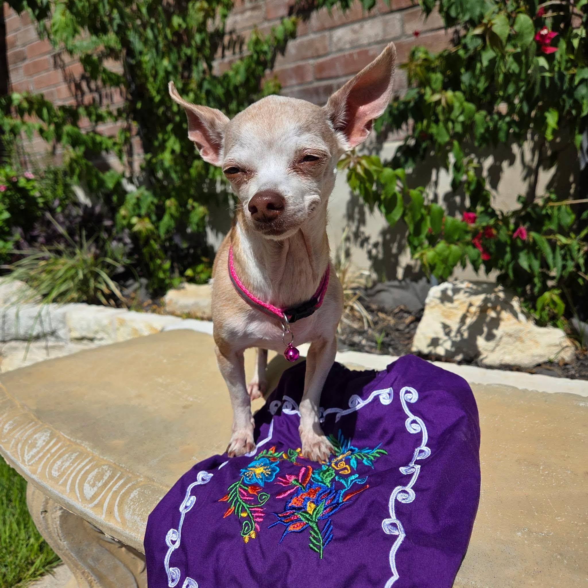 Enlarge Jo Mama, a Adoptable Chihuahua in Austin, TX image 5/6