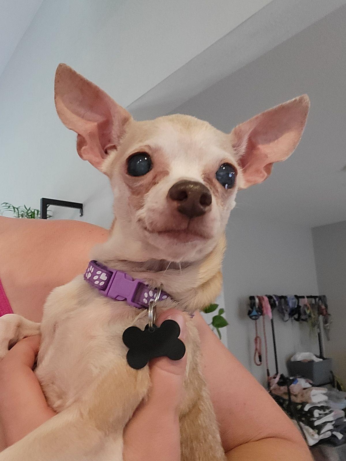 Jo, a Adoptable Chihuahua in Austin, TX image 5/6