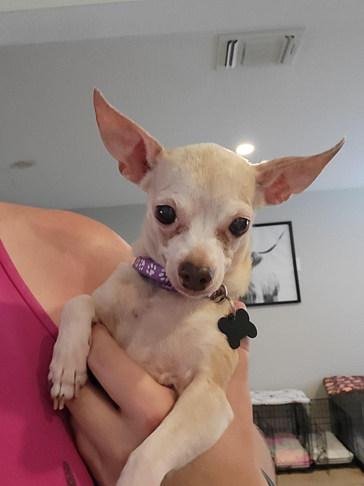 Jo, a Adoptable Chihuahua in Austin, TX image 6/6