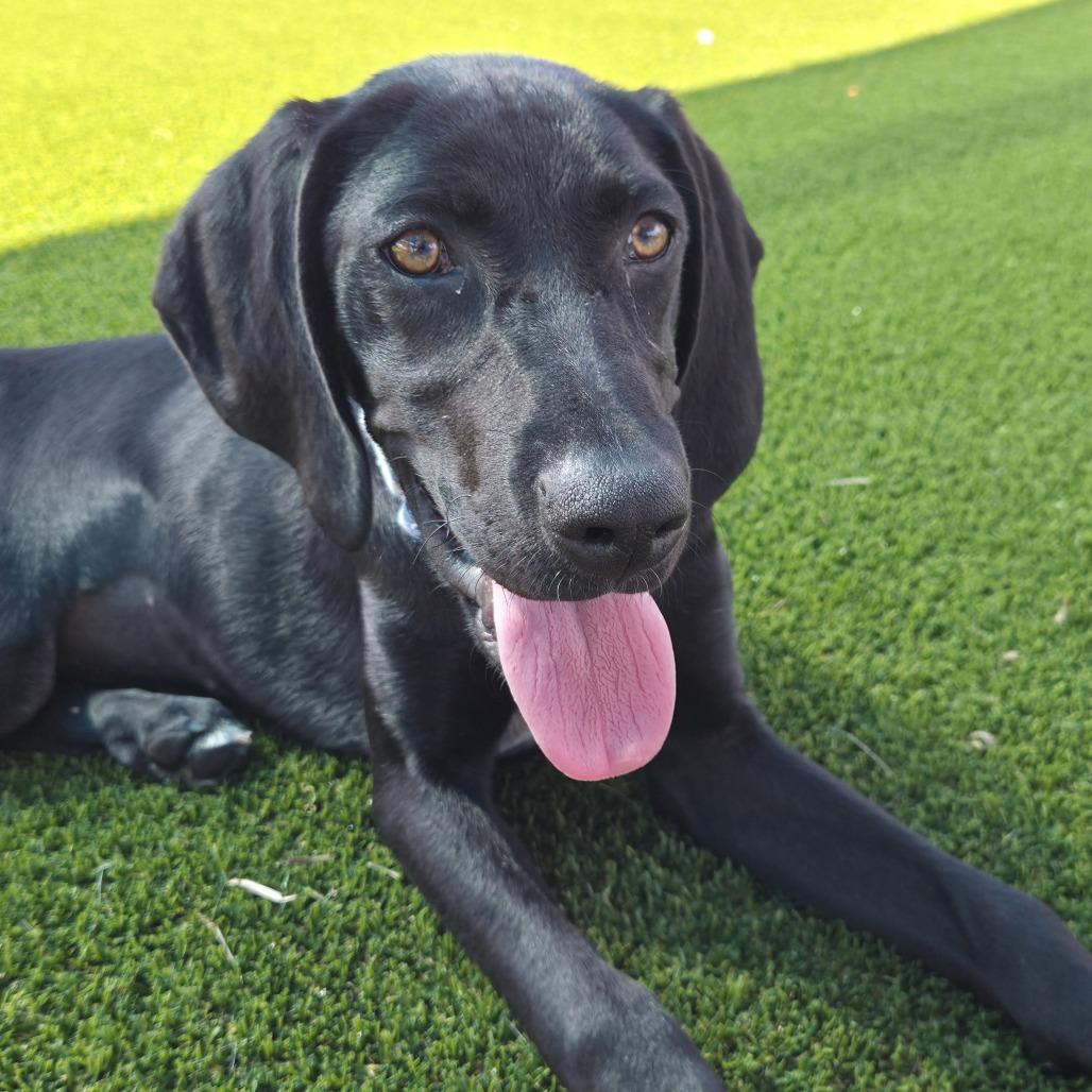 Blueberry, Adoptable, Young Female German Shorthaired Pointer & Mixed Breed.