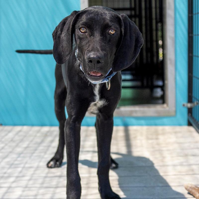 Enlarge Blueberry, a Adoptable mixed breed in Bradenton, FL image 2/2