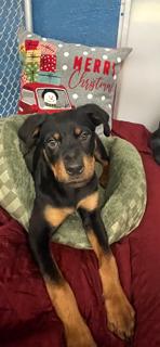 Enlarge Lukie, a ADOPTABLE Rottweiler in Plainsboro, NJ image 1/1