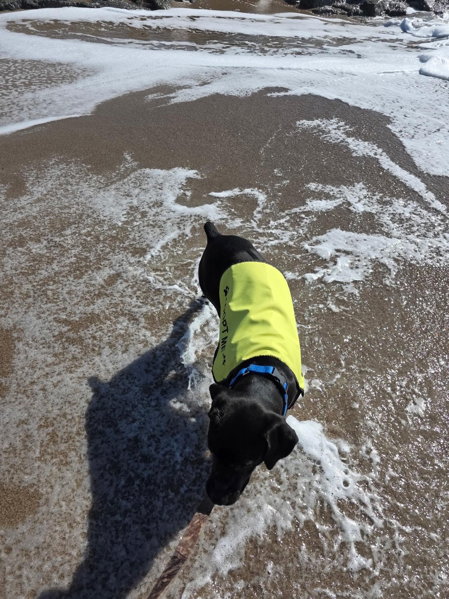 Enlarge PIPPI, a ADOPTABLE mixed breed in Edisto Island, SC image 3/6