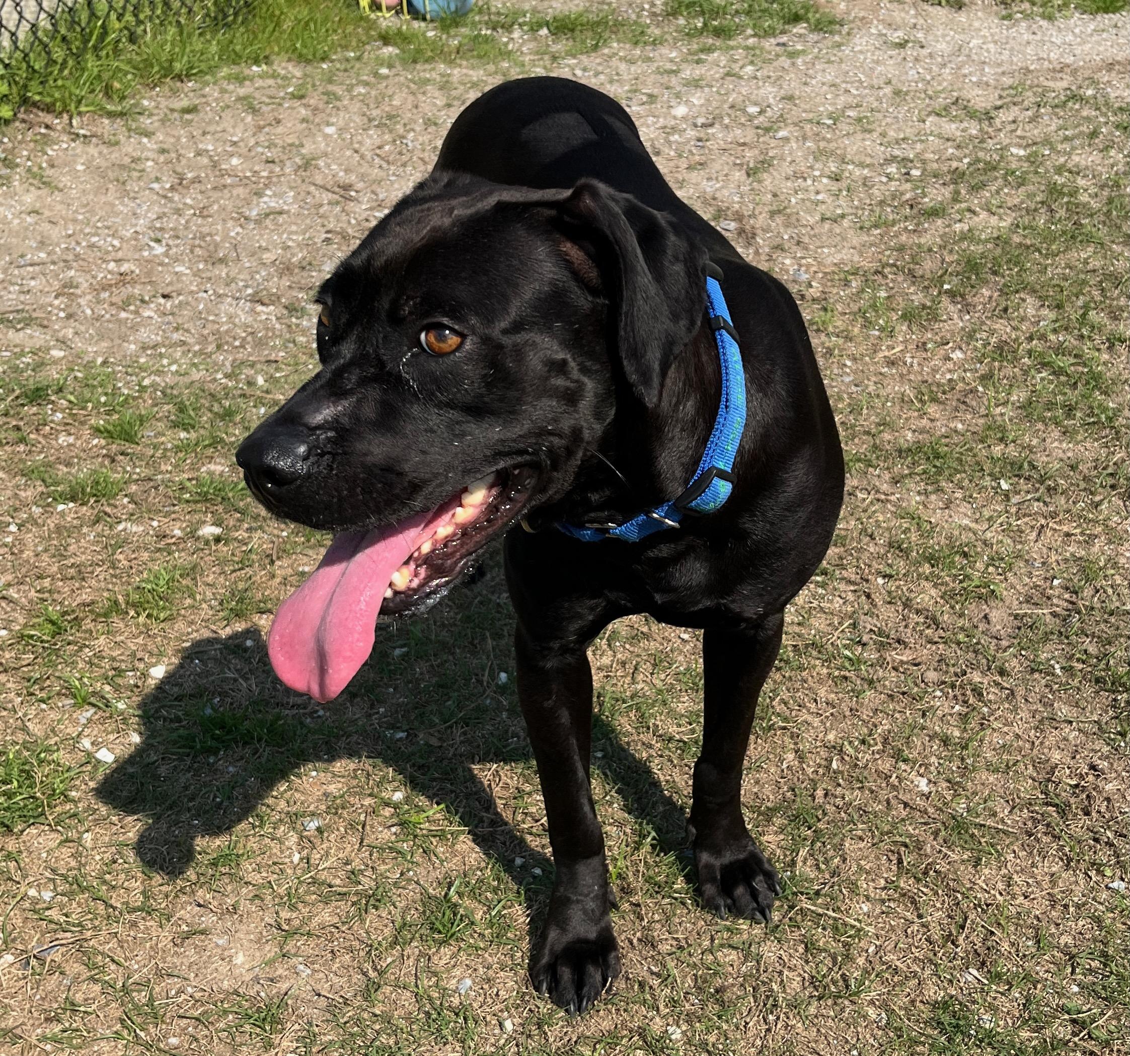 Enlarge PIPPI, a ADOPTABLE mixed breed in Edisto Island, SC image 4/6
