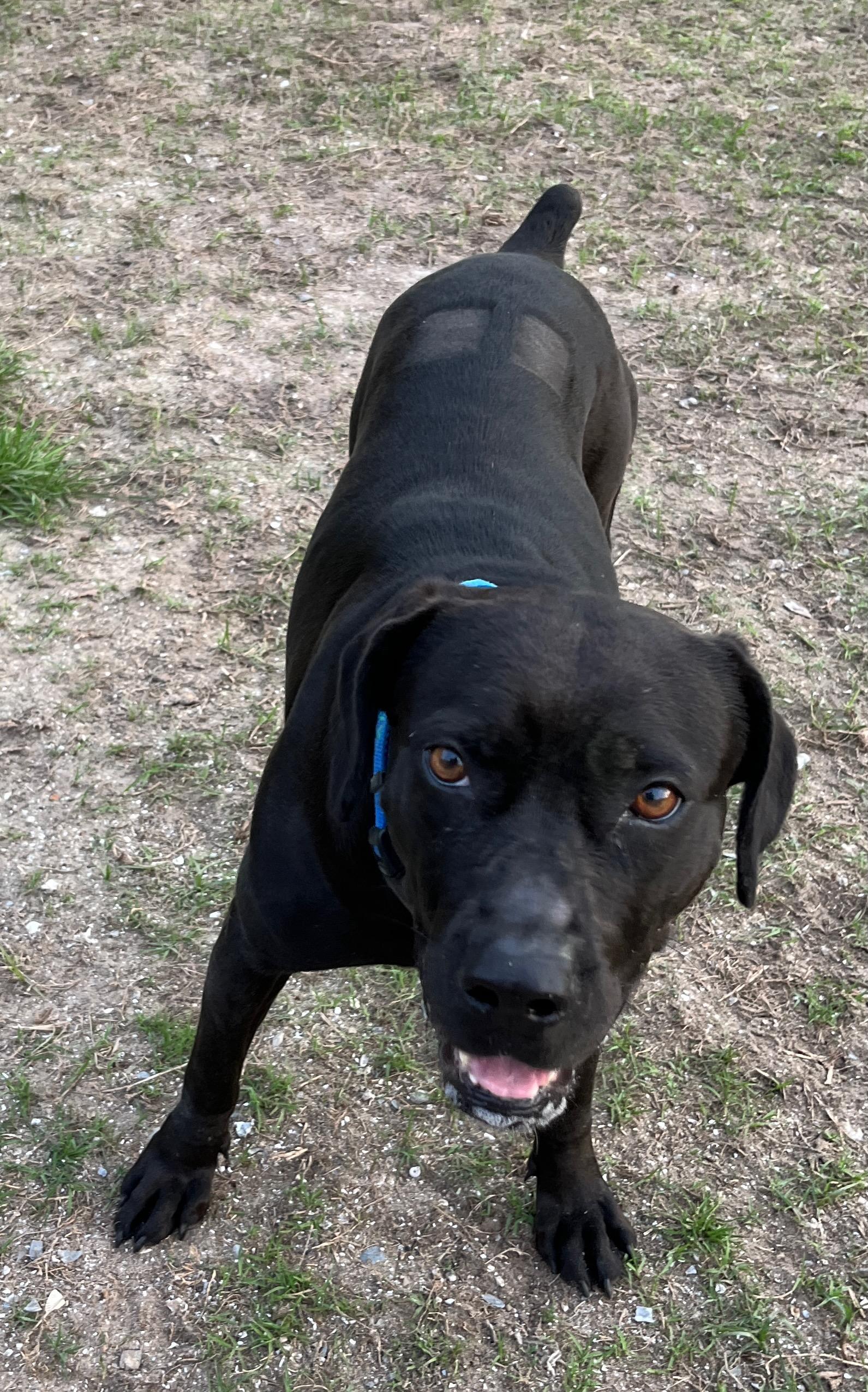 Enlarge PIPPI, a ADOPTABLE mixed breed in Edisto Island, SC image 5/6