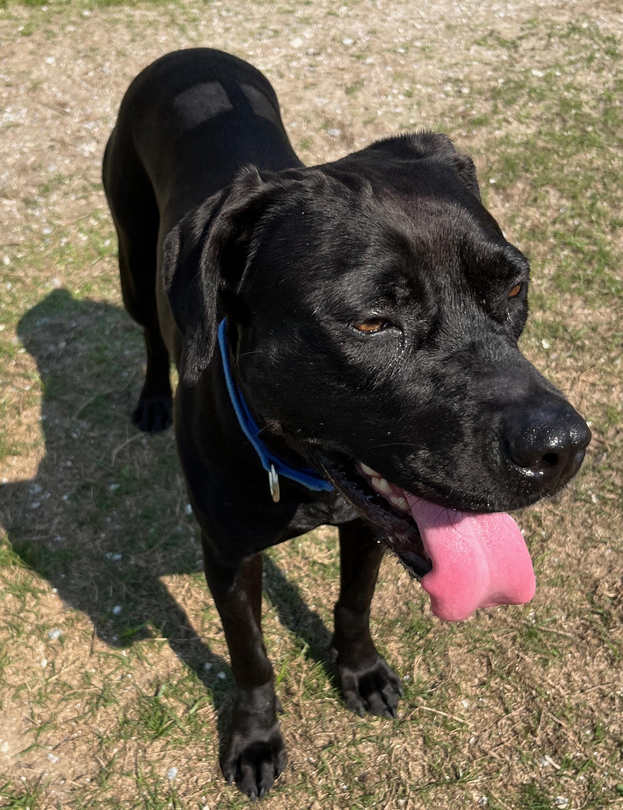PIPPI, ADOPTABLE, Adult Female Black Labrador Retriever.
