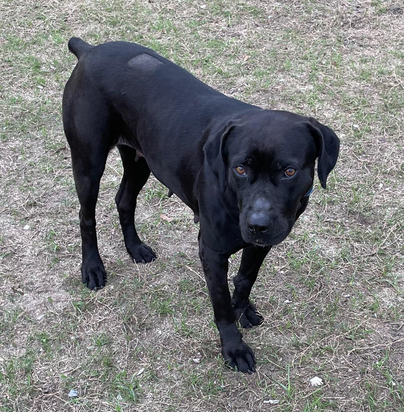 Enlarge PIPPI, a ADOPTABLE mixed breed in Edisto Island, SC image 2/6