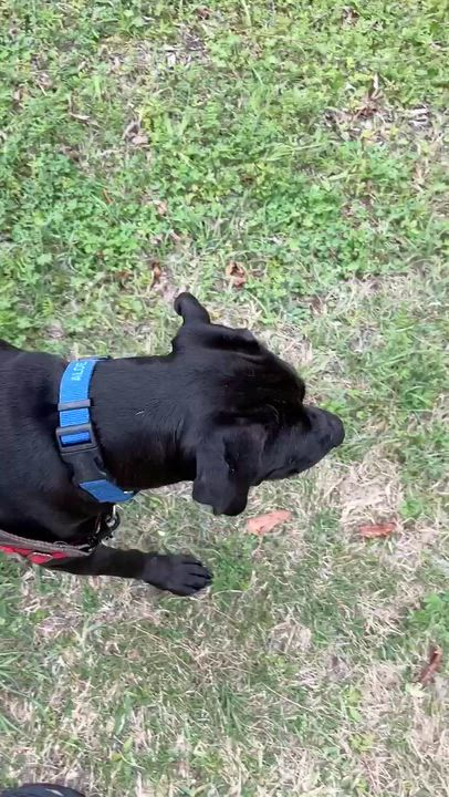 Enlarge PIPPI, a ADOPTABLE mixed breed in Edisto Island, SC video 6/6