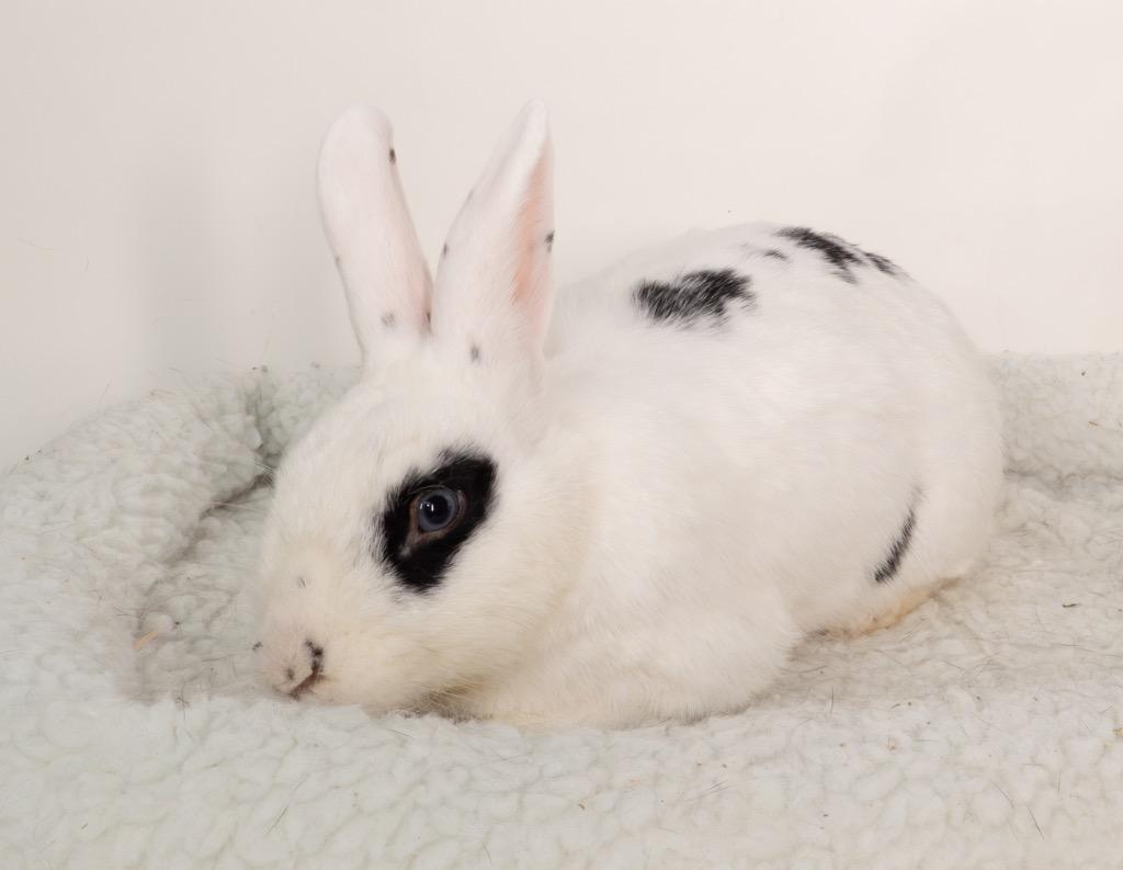 Bandit, a Adoptable English Spot in San Francisco, CA image 1/6