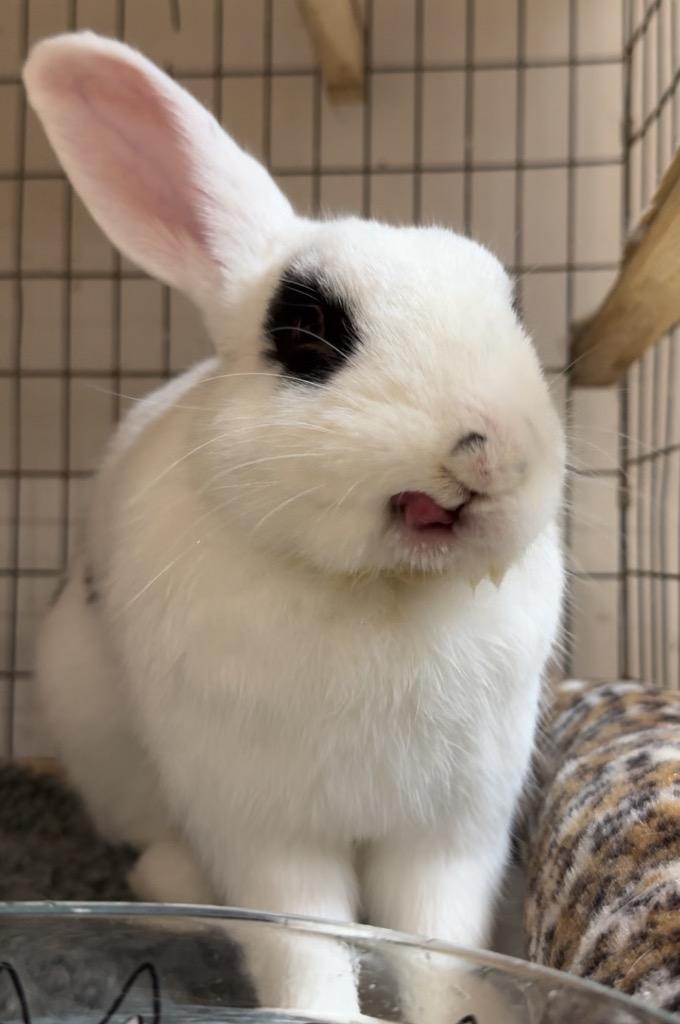 Bandit, a Adoptable English Spot in San Francisco, CA image 2/6