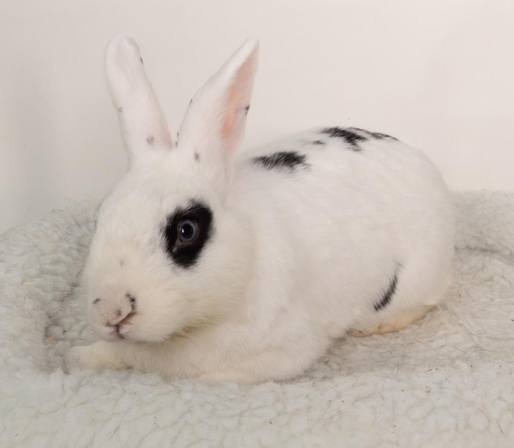 Bandit, a Adoptable English Spot in San Francisco, CA image 3/6