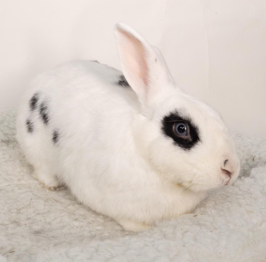 Bandit, a Adoptable English Spot in San Francisco, CA image 4/6