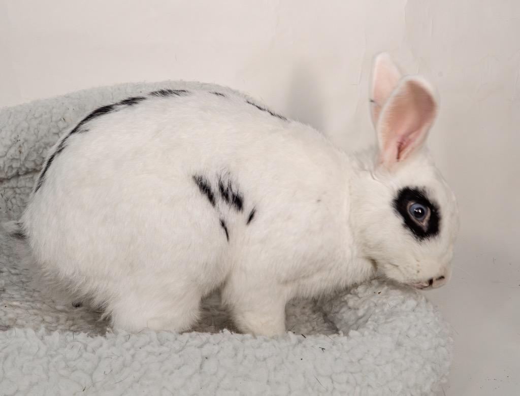Bandit, a Adoptable English Spot in San Francisco, CA image 5/6