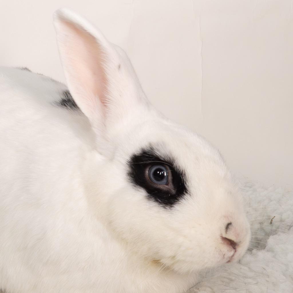Bandit, a Adoptable English Spot in San Francisco, CA image 6/6