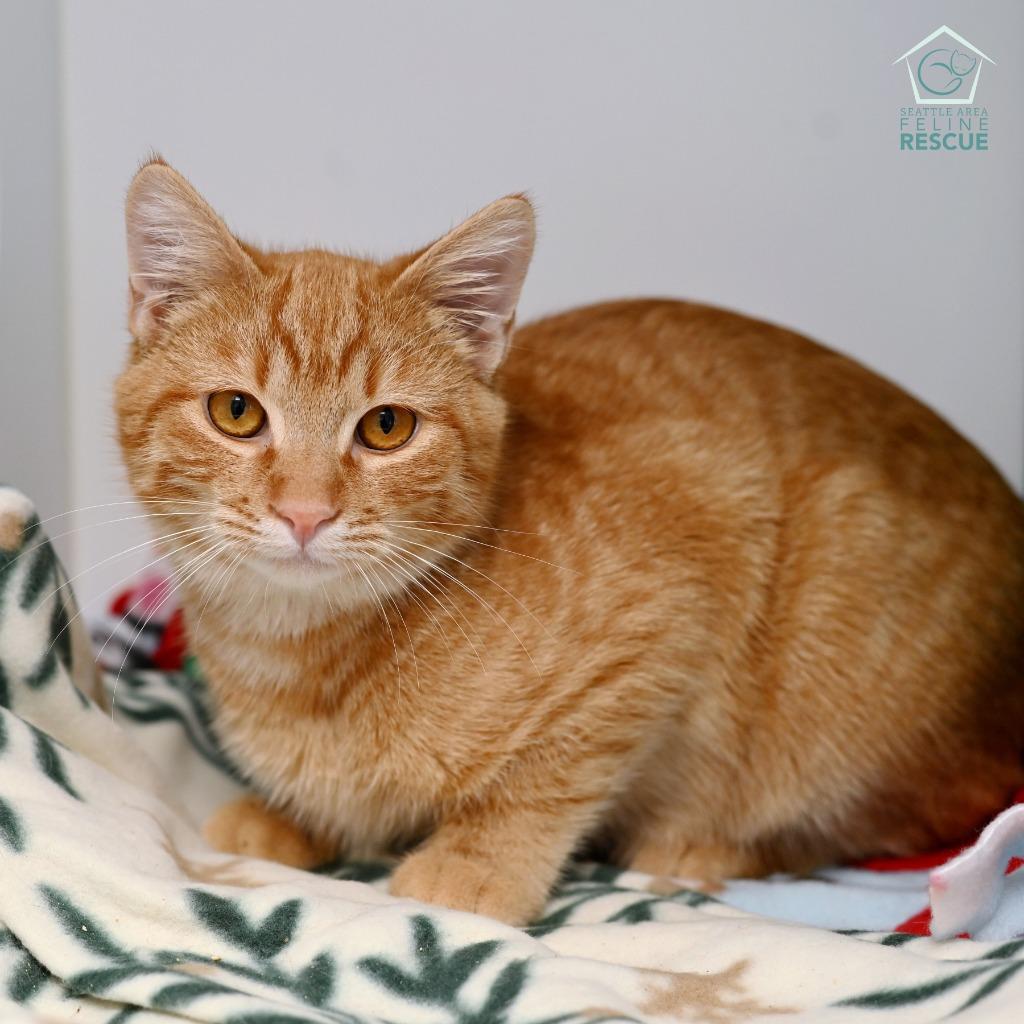 Duffy, Adoptable, Kitten Male Domestic Short Hair.