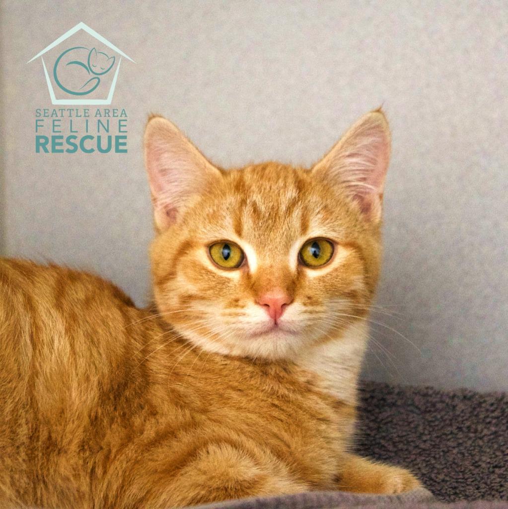 Duffy, a Adoptable mixed breed in Shoreline, WA image 1/3