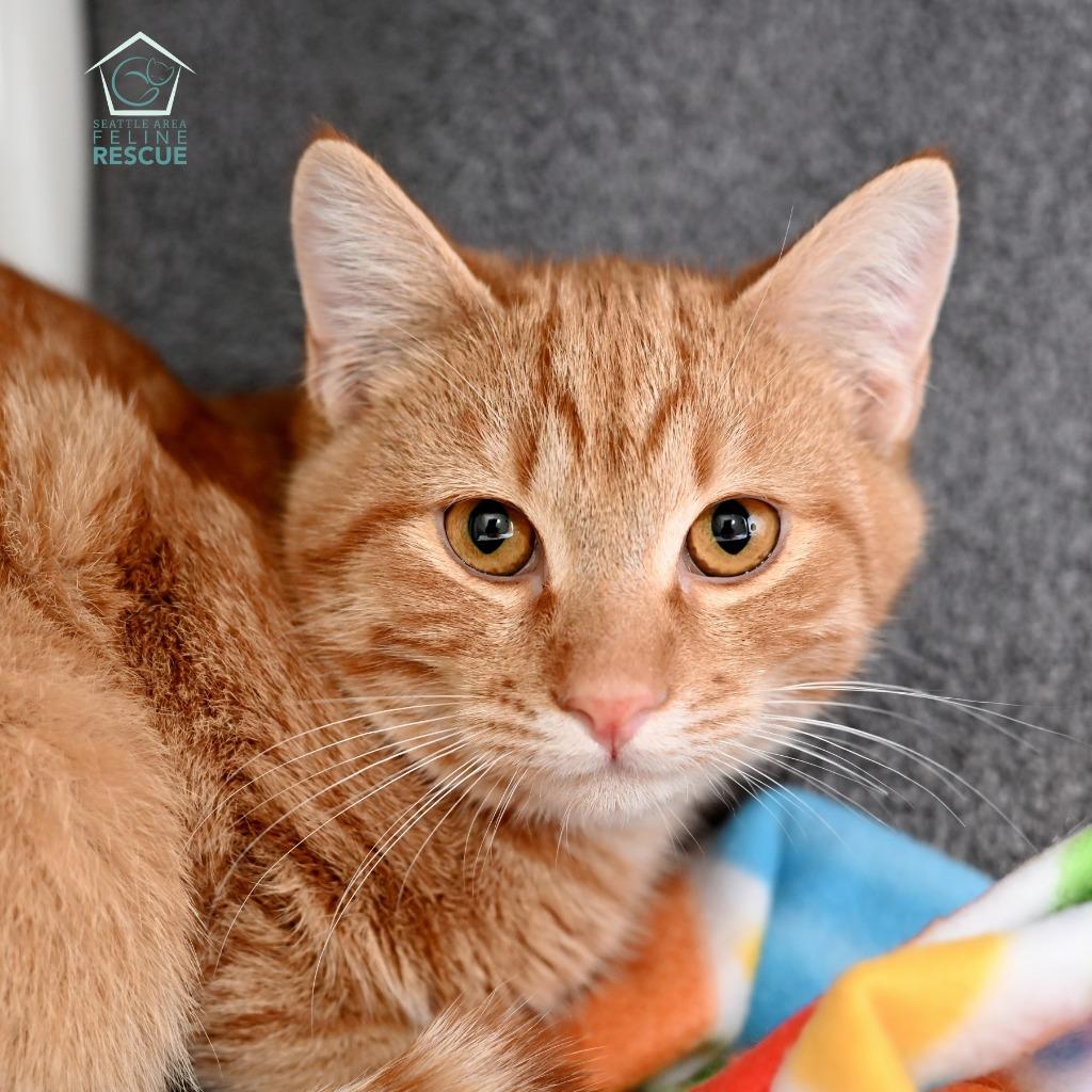 Duffy, a Adoptable mixed breed in Shoreline, WA image 3/3