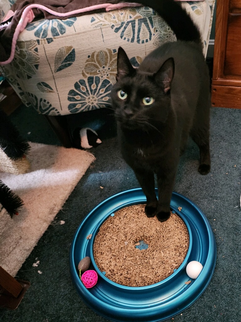 Bagheera, a Adopted Domestic Short Hair in Norwood, MA image 1/2