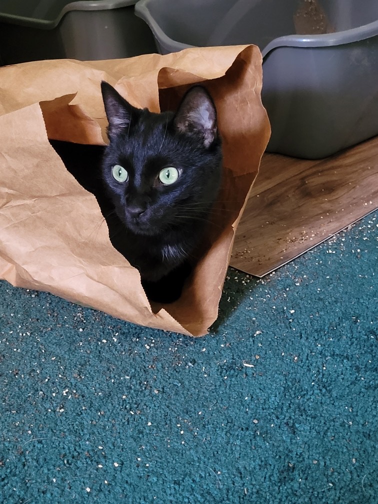 Bagheera, a Adopted Domestic Short Hair in Norwood, MA image 2/2