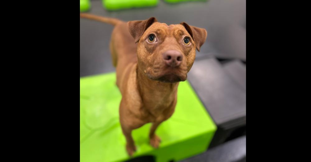 Goose, a Adopted mixed breed in Naperville, IL image 1/6