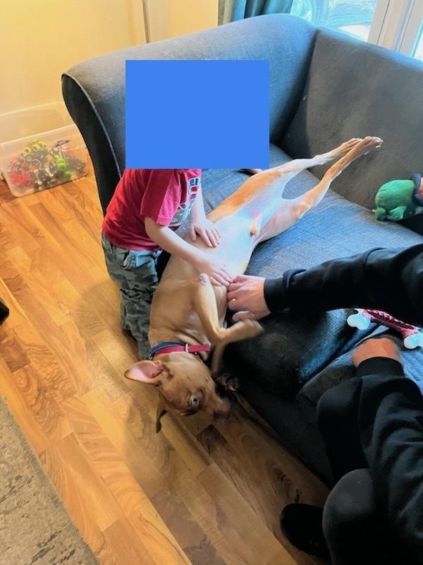 Goose, a Adopted mixed breed in Naperville, IL image 2/6