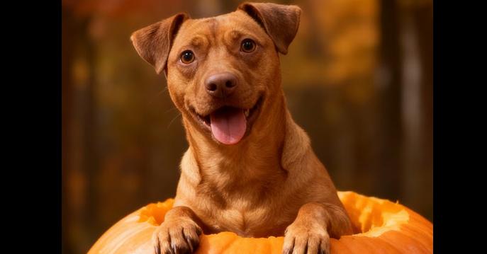 Goose, a Adopted mixed breed in Naperville, IL image 5/6