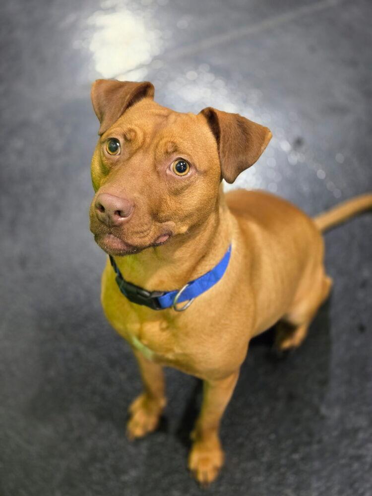 Goose, a Adopted mixed breed in Naperville, IL image 6/6