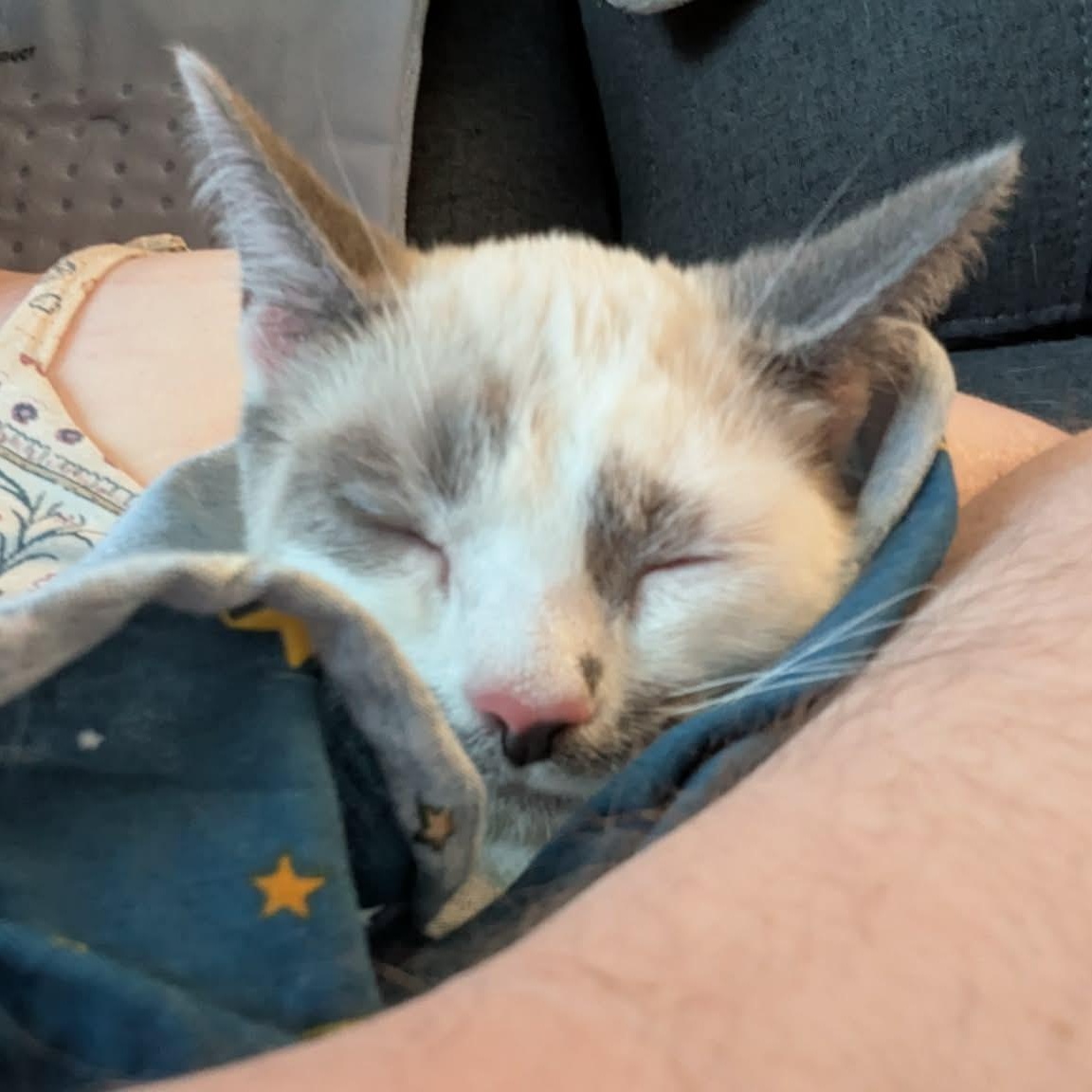 Enlarge Daquiri, an adopted Siamese in Fairborn, OH image 3/6