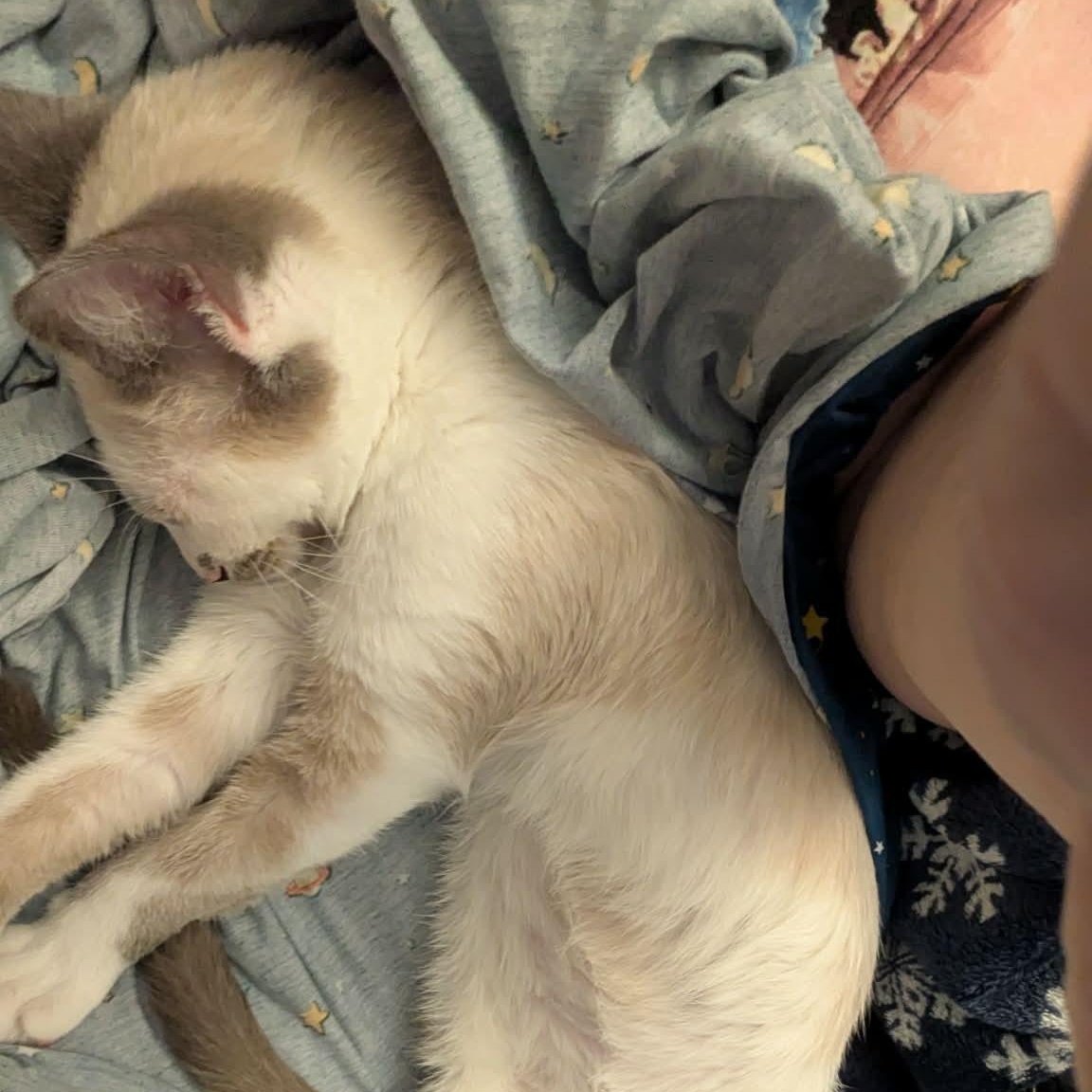 Enlarge Daquiri, an adopted Siamese in Fairborn, OH image 4/6