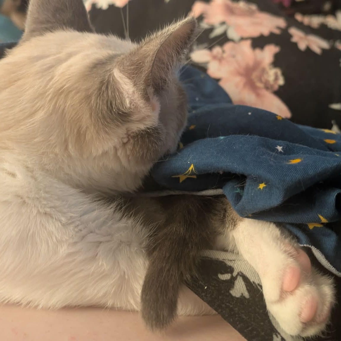 Enlarge Daquiri, an adopted Siamese in Fairborn, OH image 6/6