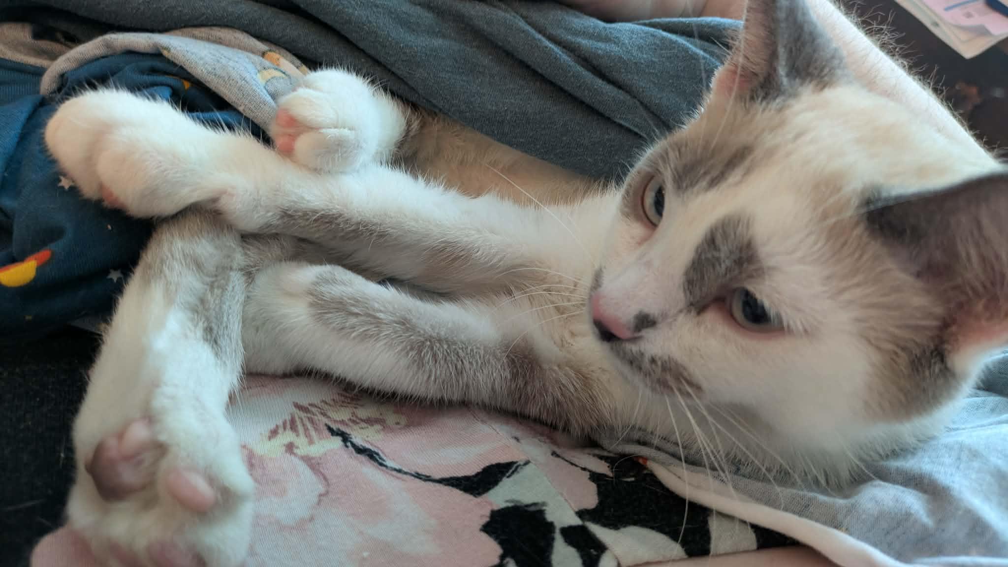 Enlarge Daquiri, an adopted Siamese in Fairborn, OH image 5/6