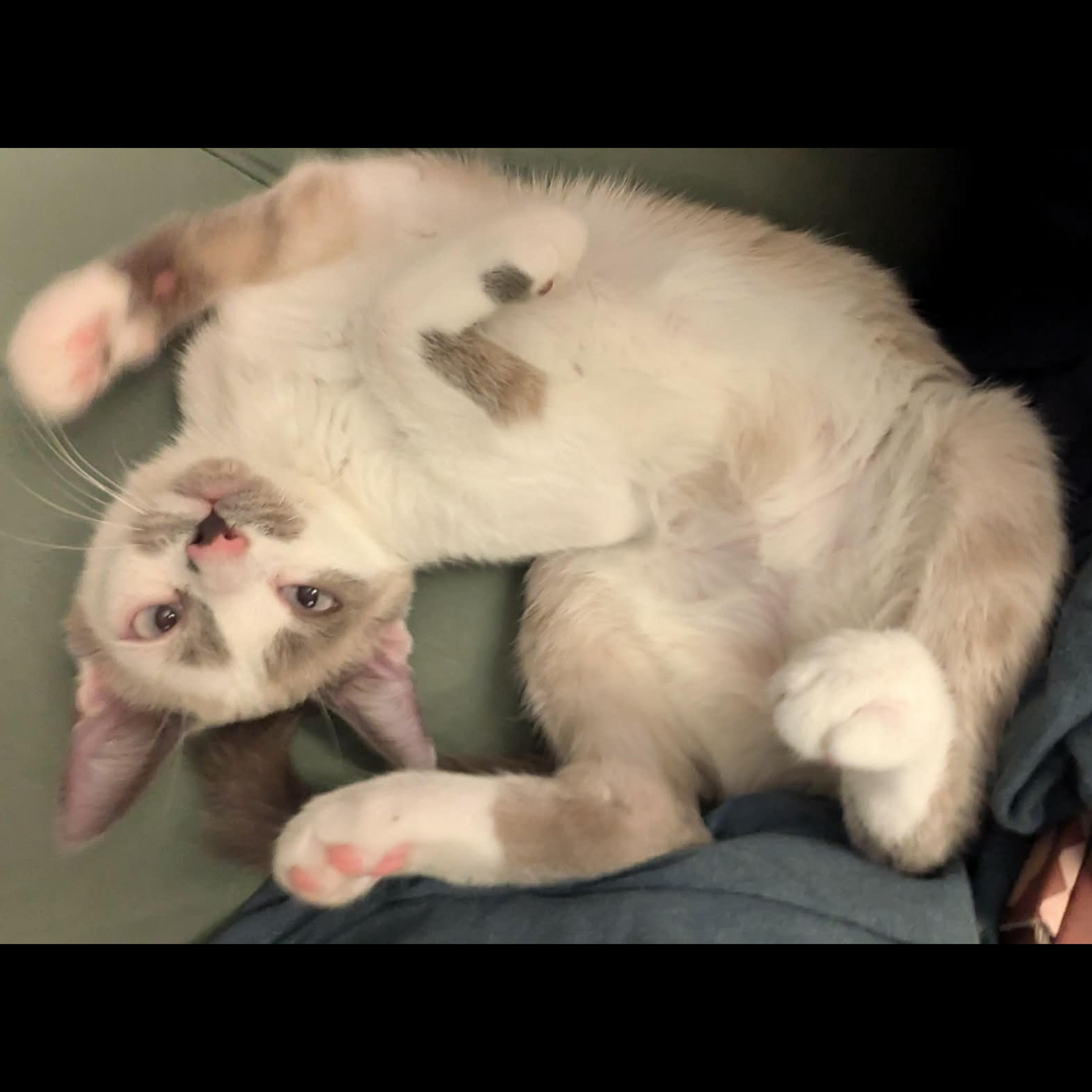 Daquiri, adopted, Kitten Female Siamese.