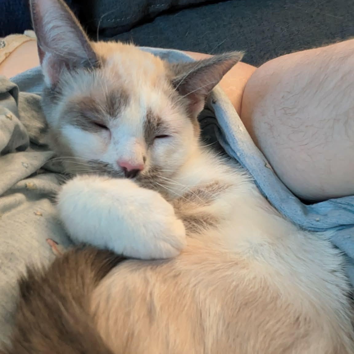 Enlarge Daquiri, an adopted Siamese in Fairborn, OH image 2/6